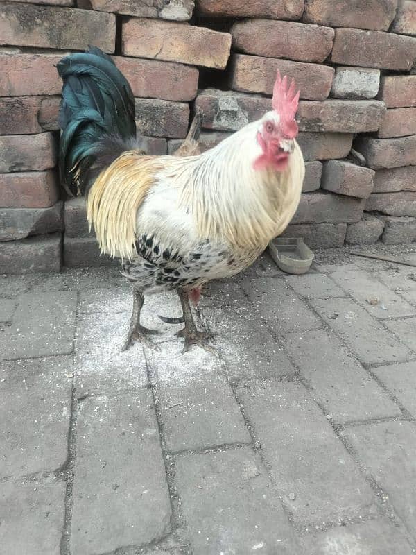 Egg laying Hens with Roster for sale 1