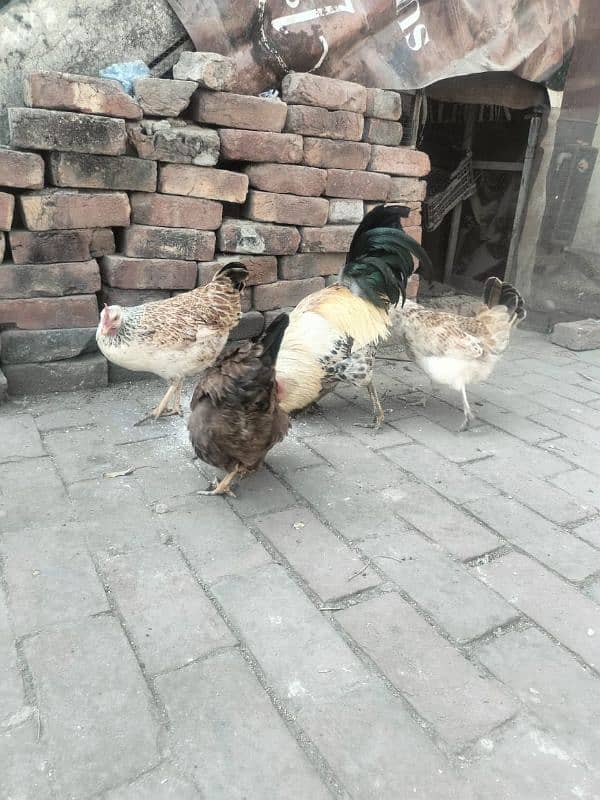 Egg laying Hens with Roster for sale 2