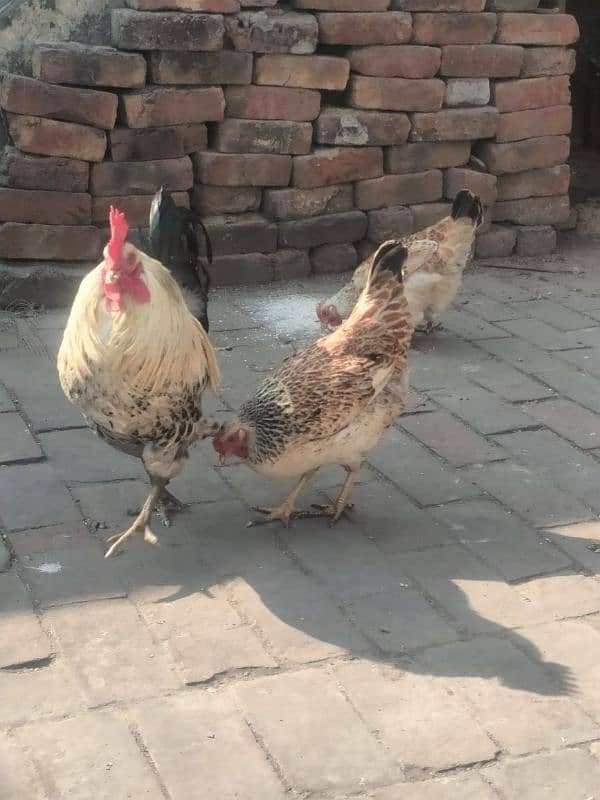 Egg laying Hens with Roster for sale 3