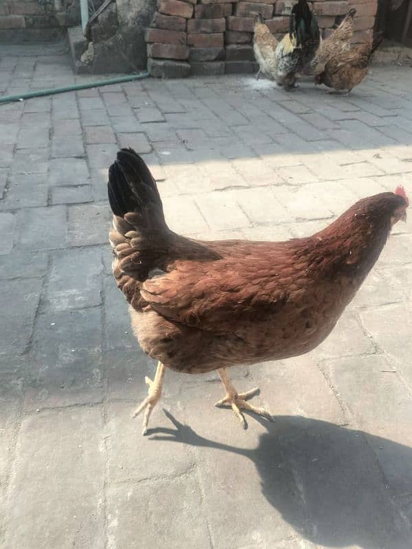 Egg laying Hens with Roster for sale 6