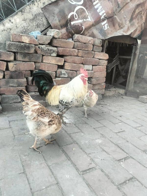 Egg laying Hens with Roster for sale 8