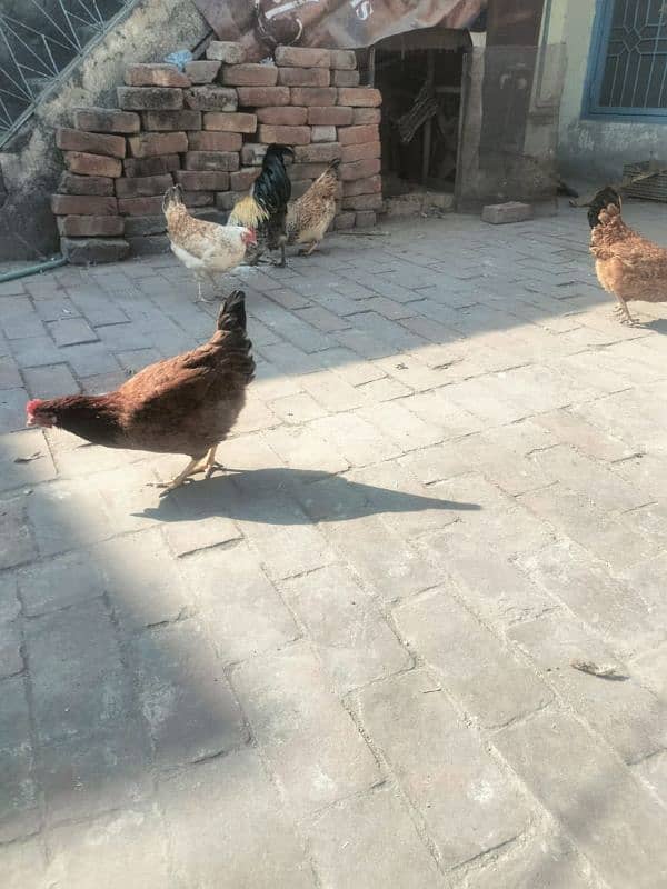 Egg laying Hens with Roster for sale 9