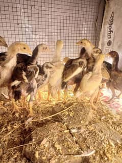 Aseel Chicks Healthy and Active 1.5 month Age For Sale