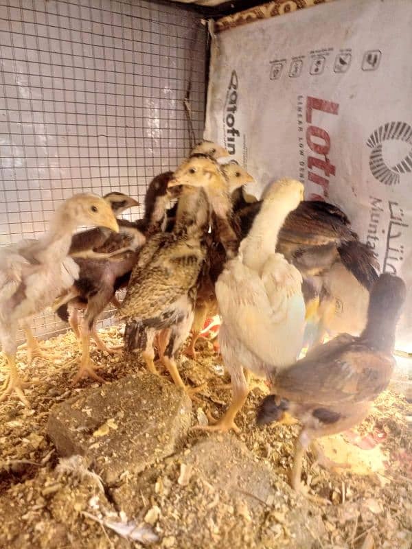 Aseel Chicks Long Height healthy and Active For Sale 1