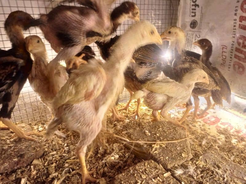 Aseel Chicks Long Height healthy and Active For Sale 2