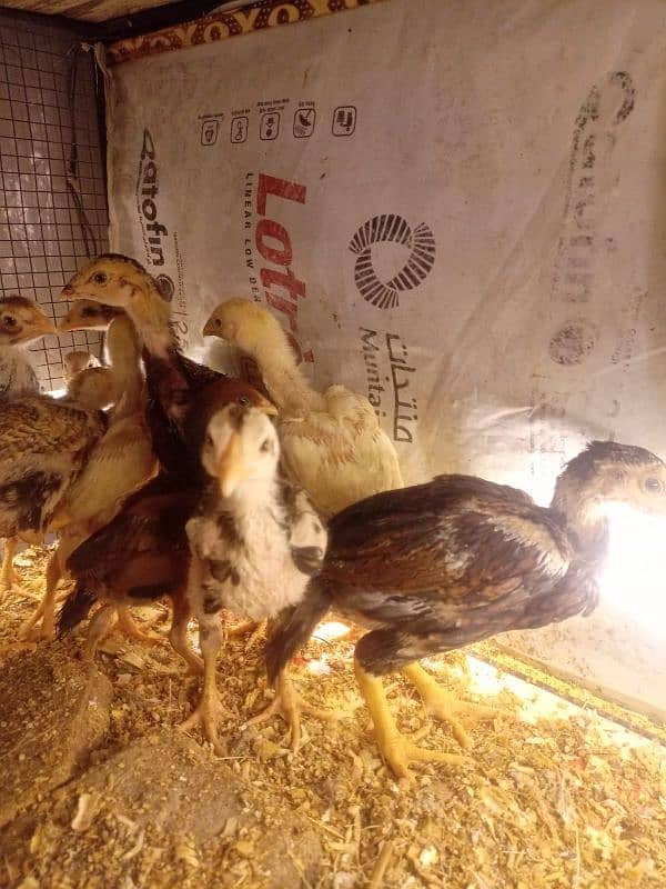 Aseel Chicks Long Height healthy and Active For Sale 4