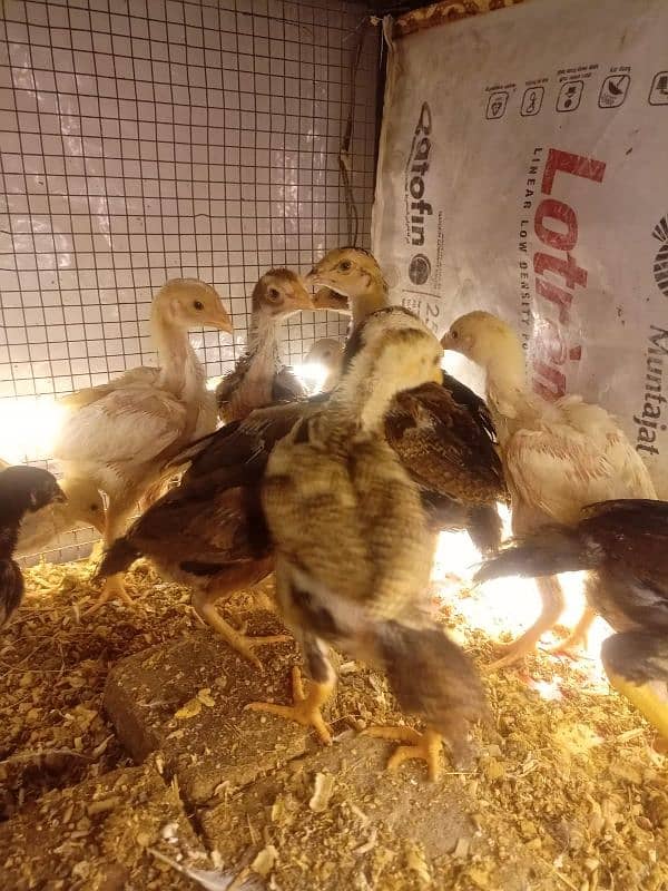 Aseel Chicks Long Height healthy and Active For Sale 5