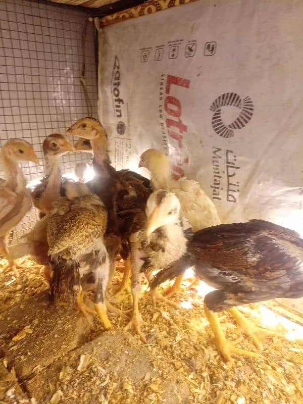 Aseel Chicks Long Height healthy and Active For Sale 6