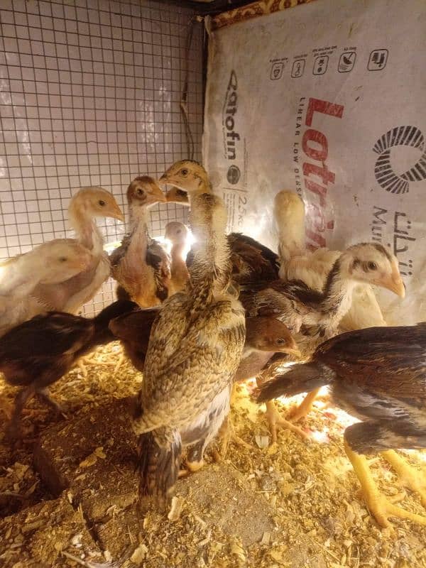 Aseel Chicks Long Height healthy and Active For Sale 7