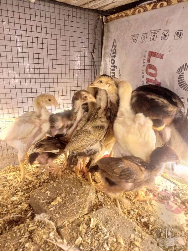 Aseel Chicks Long Height healthy and Active For Sale 8