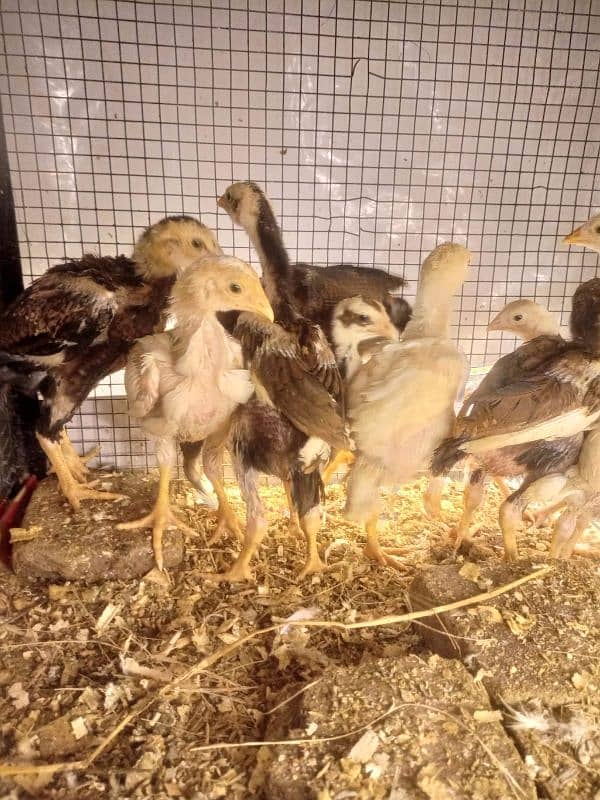 Aseel Chicks Long Height healthy and Active For Sale 9