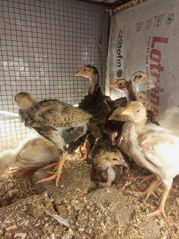 Aseel Chicks Long Height healthy and Active For Sale 10