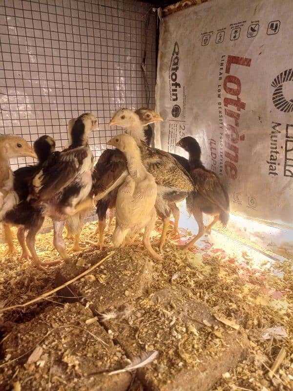 Aseel Chicks Long Height healthy and Active For Sale 11