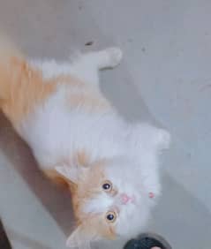 Persian cat 4 month age white and brown colour and home teamed loving