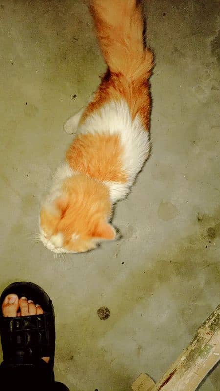 Persian cat 4 month age white and brown colour and home teamed loving 2