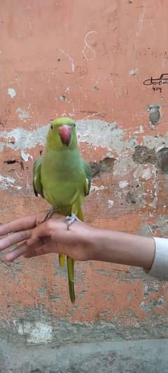 Green parrot Male