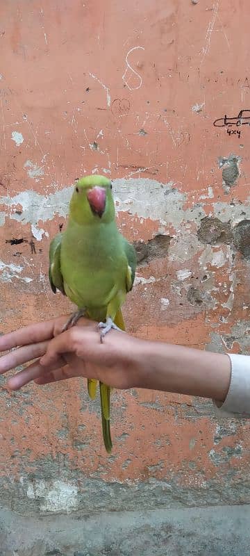 Green parrot Male 0