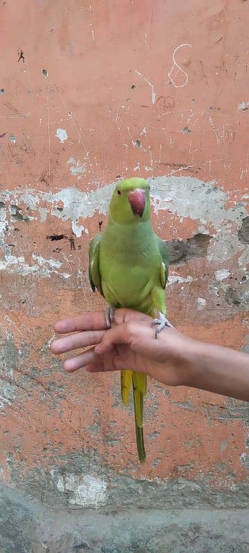 Green parrot Male 1