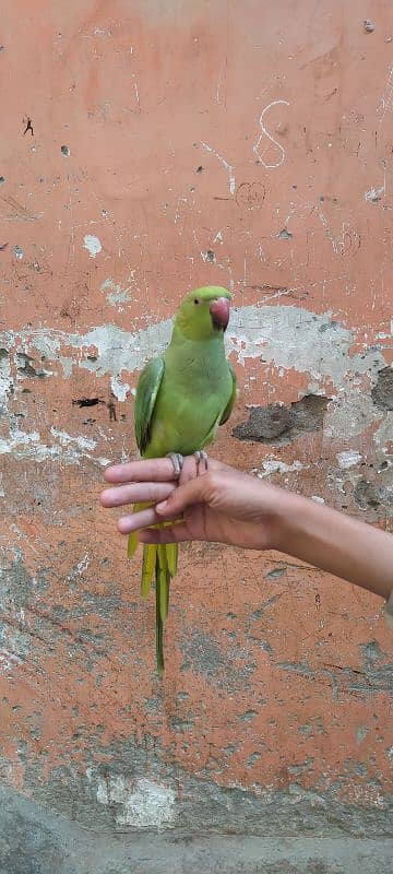 Green parrot Male 2