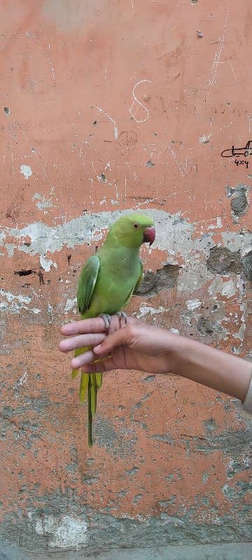 Green parrot Male 3