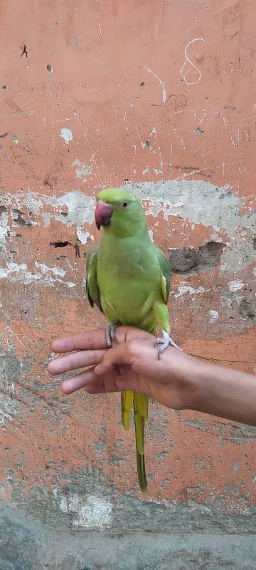 Green parrot Male 4