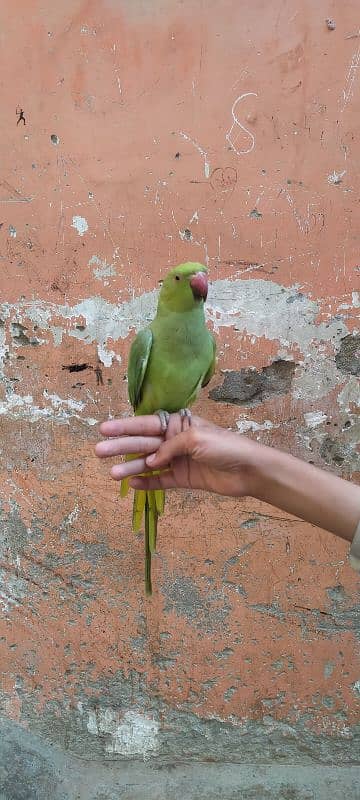 Green parrot Male 5