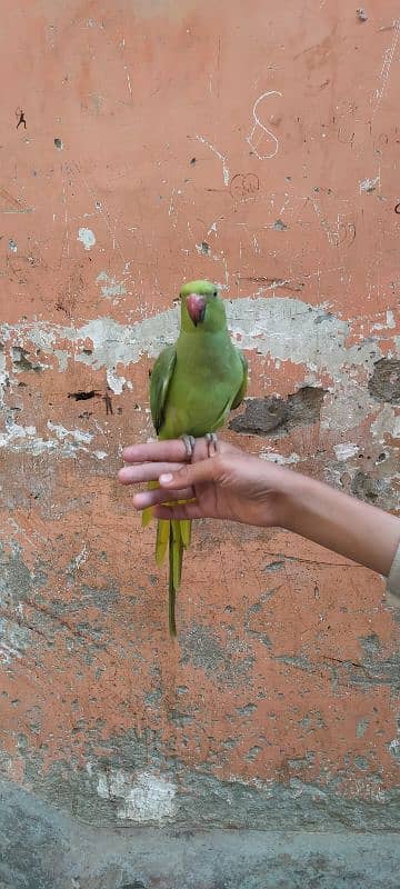 Green parrot Male 6