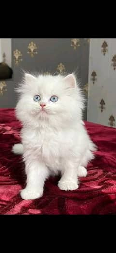 Persian kittens triple coat pair for sale contact whatsap 03095180992