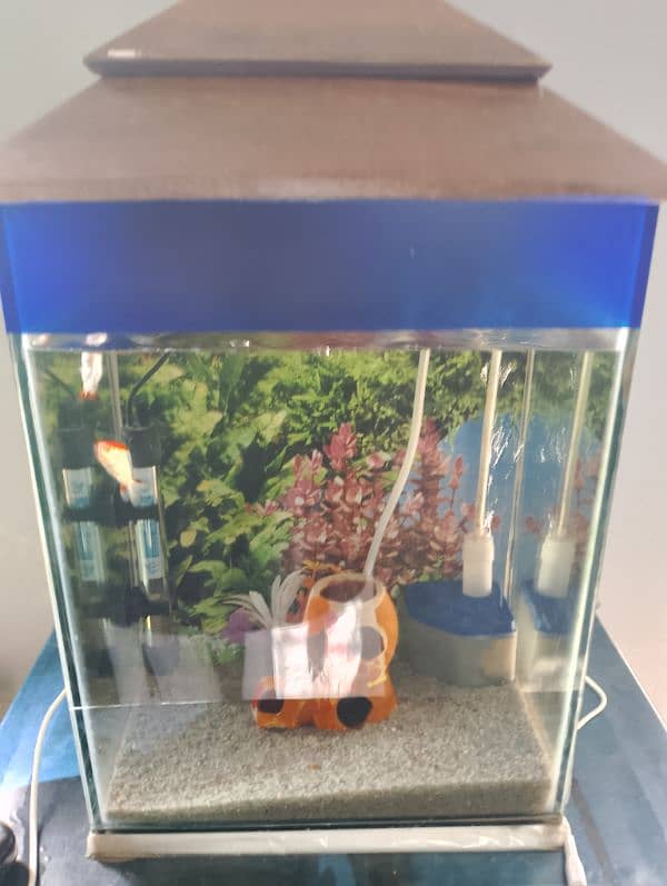 Aqurium With 2 Goldfish 3