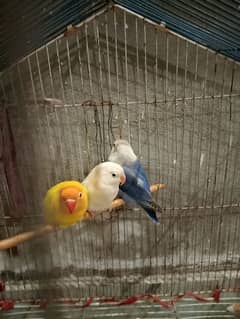 Beautiful love birds for sale only 4500 for all three birds