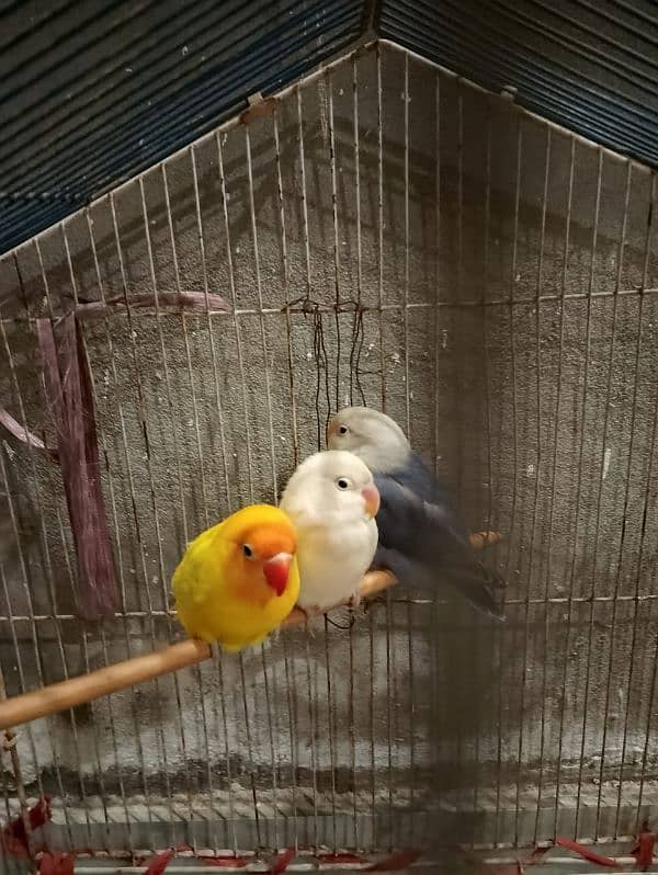 Beautiful love birds for sale only 4500 for all three birds 1