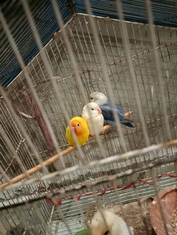 Beautiful love birds for sale only 4500 for all three birds 2