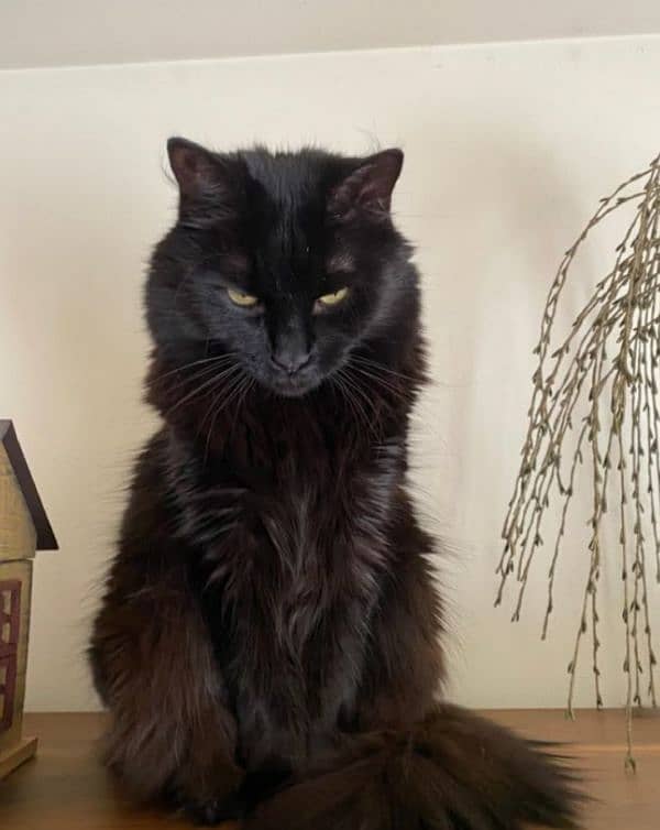 Persian black cat 0