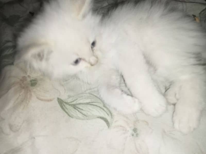 good quality Persian cat 3