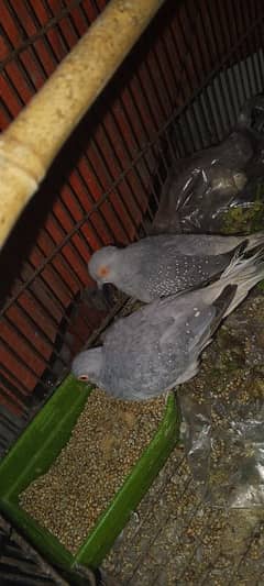 doves male for sale