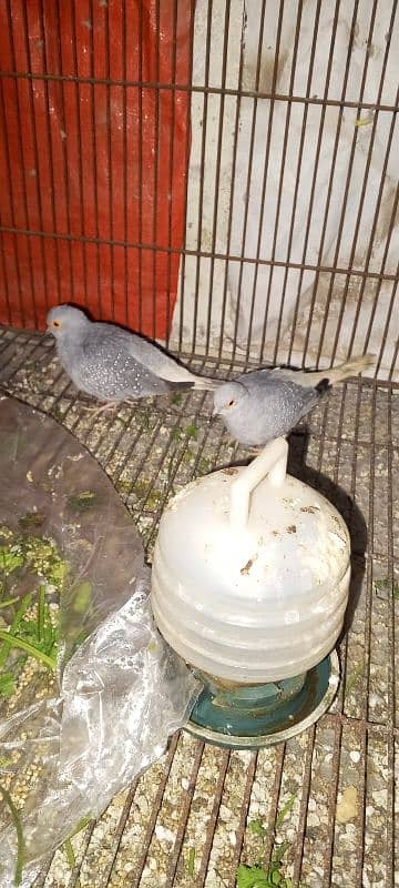 doves male for sale 1