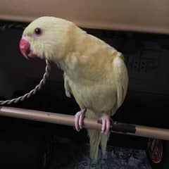 Yellow ringneck chick (female)