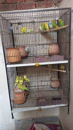 22 Pcs Australian birds sale with cage.