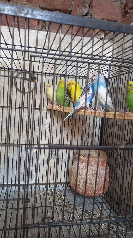 22 Pcs Australian birds sale with cage. 1