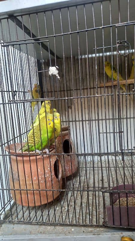 22 Pcs Australian birds sale with cage. 2