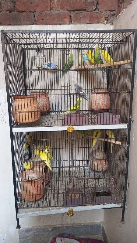 22 Pcs Australian birds sale with cage. 3