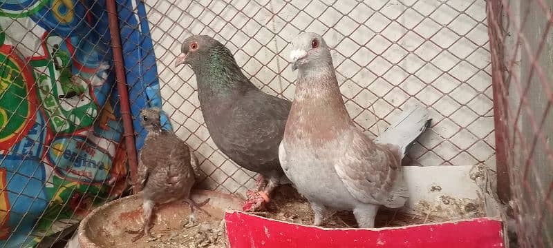 pigeon pair with 1 chick. exchange possible 0