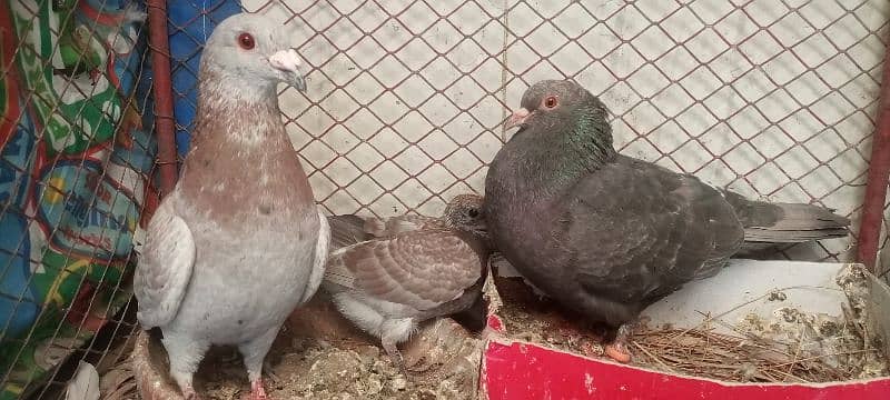 pigeon pair with 1 chick. exchange possible 1