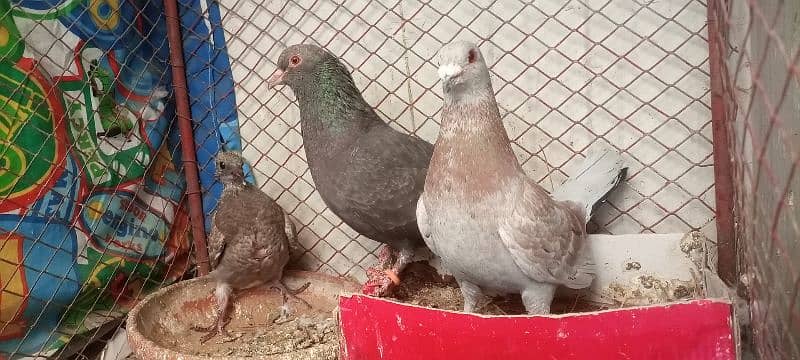 pigeon pair with 1 chick. exchange possible 2