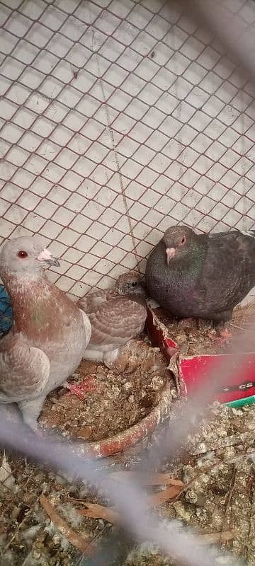 pigeon pair with 1 chick. exchange possible 3