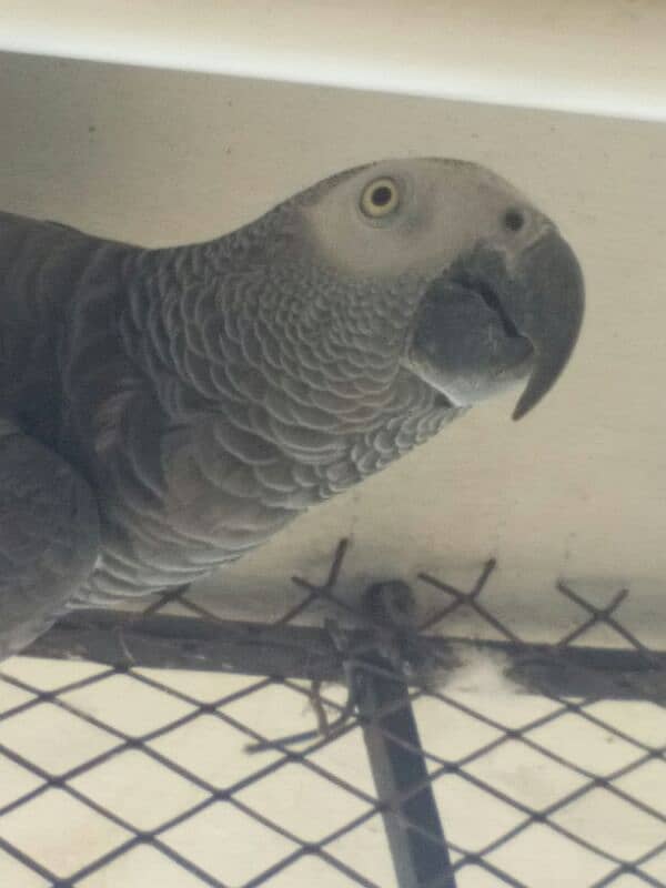 African Grey  male  10 years old 0