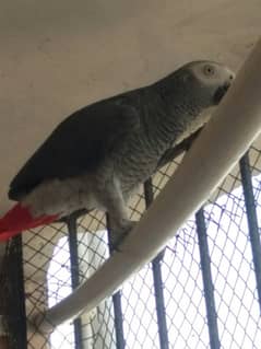 African Grey  male  10 years old