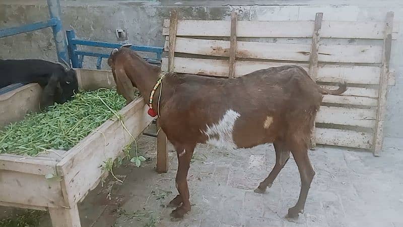 Goat for sale 4