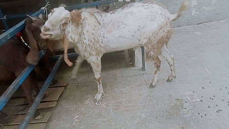 Goat for sale 7