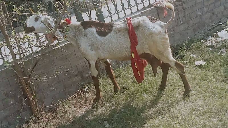 Goat for sale 10